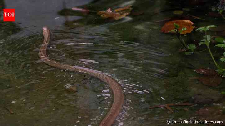 900 snakes escape from South China's village farm after devastating floods: Residents panic as snakebites reported