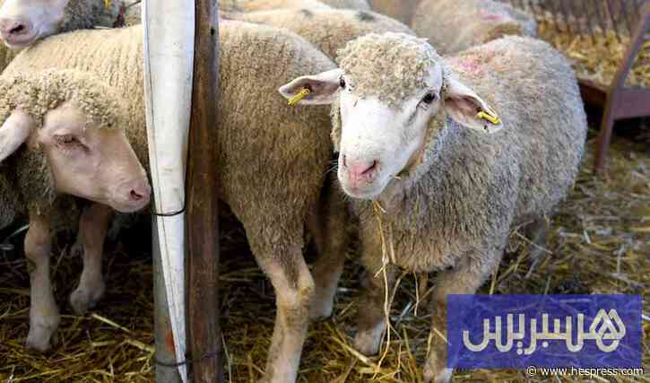الحكومة تتجه لإعادة استيراد الأغنام من أوروبا لدعم استقرار الأسعار