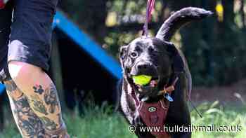 Home with 'lots of love' needed for 'cuddle bug' Polly