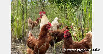 Biodynamische pluimveehouder combineert bosuitloop met oplossing voor broederhanen