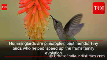 Hummingbirds are pineapples' best friends: Tiny birds who helped 'speed up' the fruit's family evolution