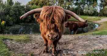 Excursie naar grazers op Veluwezoom zondagavond