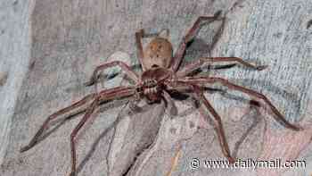 Could you outrun a spider? Scientists rank the sprinting speeds of 258 eight-legged species - and the fastest could easily catch you