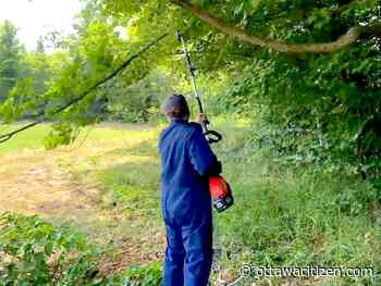 Houseworks: Cordless pruning tools effective, economical option for DIY yard work 