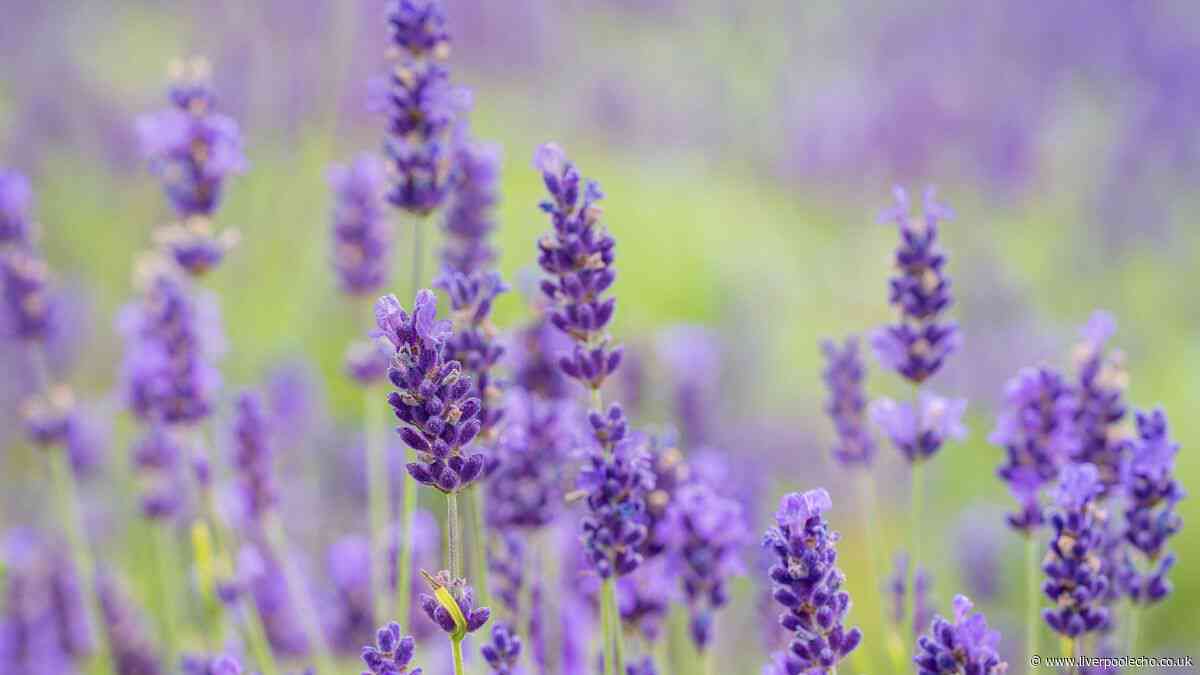 Five plants that need extra water in the UK heatwave - including lavender