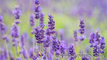 Five plants that need extra water in the UK heatwave - including lavender
