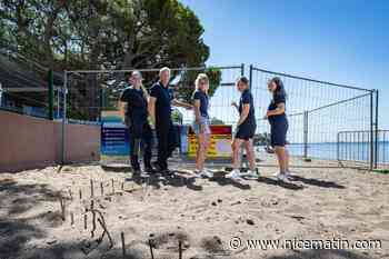 Nouvelle ponte de tortue marine à Agay ce lundi : des prélèvements génétiques effectués pour savoir s’il s’agit de la même femelle