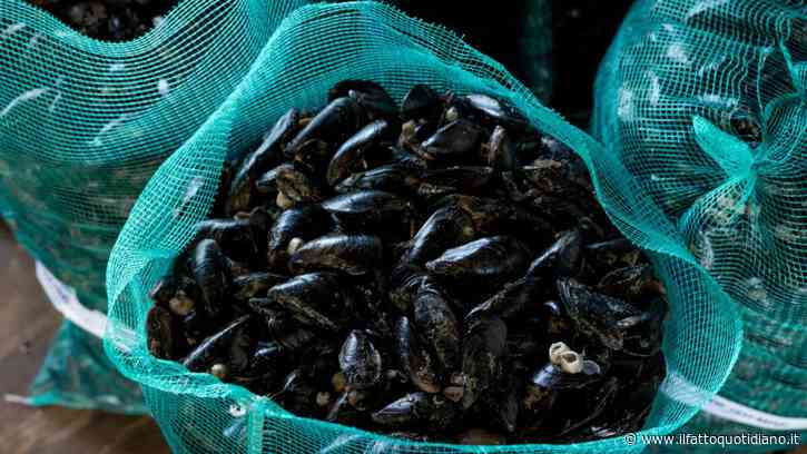 Caldo estremo, moria di cozze e vongole nell’Alto Adriatico: “I cambiamenti climatici provocano alla pesca danni per 200 milioni di euro all’anno”