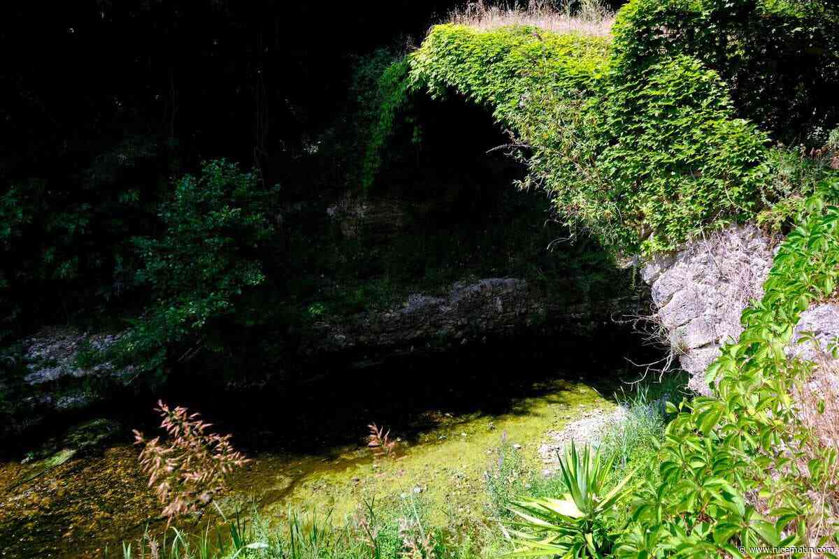 « Ça dégage une odeur fétide » : pourquoi ces cours d’eau d’Antibes et de Cannes sont-ils devenus verts ?