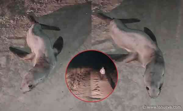 Sorpresa en Villarino: vecinos encontraron un lobo marino en un camino rural