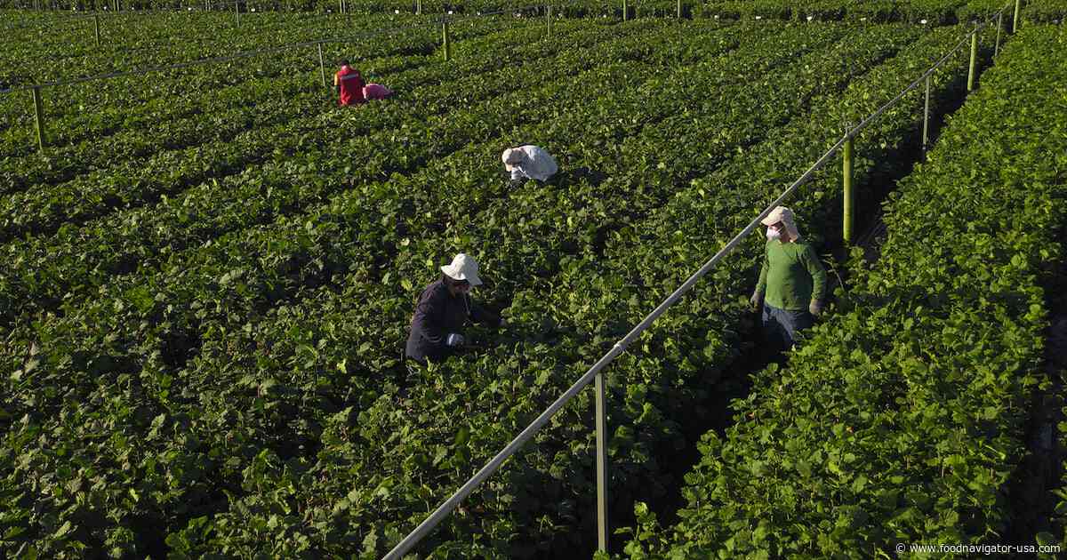 Ferrero advances certified sourcing and supplier compliance