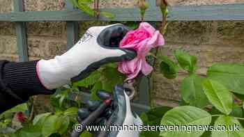 Expert gardener says households must prune these six plants in July