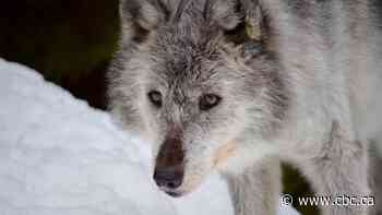 B.C. considers extending wolf cull again to conserve threatened caribou