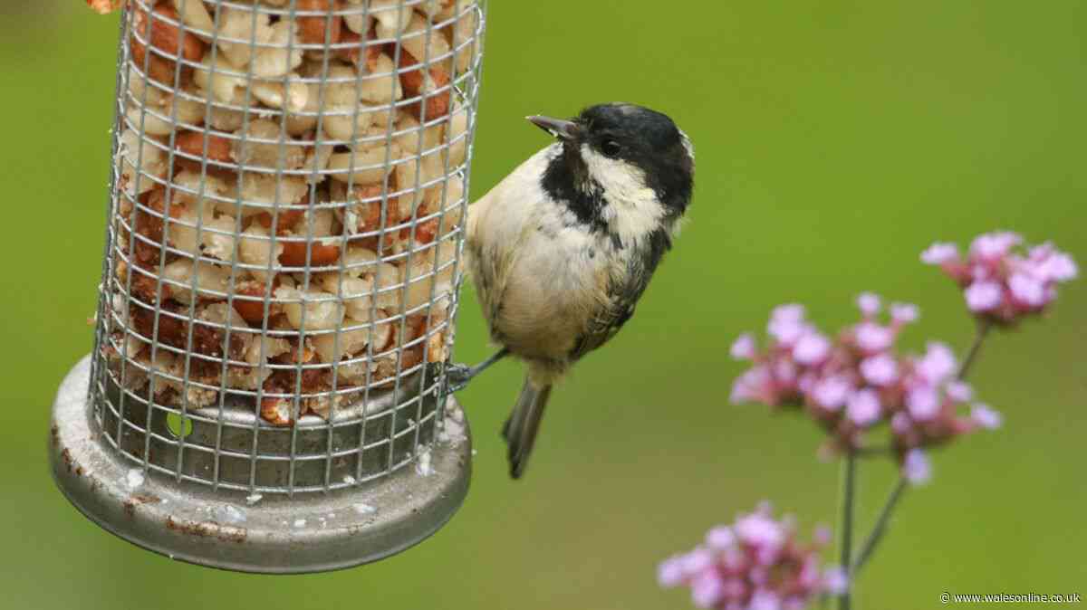 UK gardeners urged to leave 2 popular fruits on lawns and bird tables this month