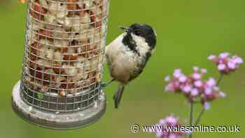 UK gardeners urged to leave 2 popular fruits on lawns and bird tables this month