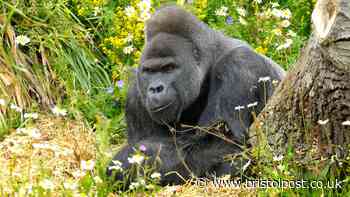 Jock the gorilla may be gone but he can help his species survive