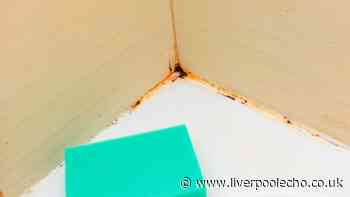 Mould will not grow in bathrooms if you have 1 item that naturally absorbs damp