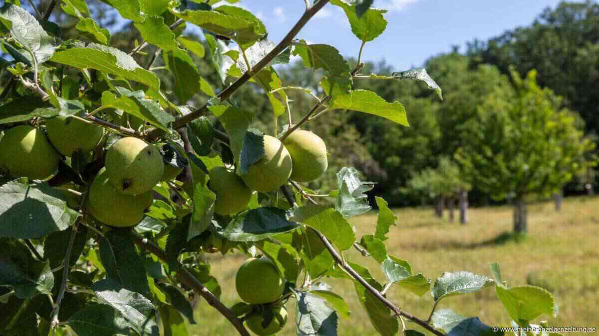 Streuobstwiesentag vor dem Aus? Dem LPV Freising fehlen 10.000 Euro