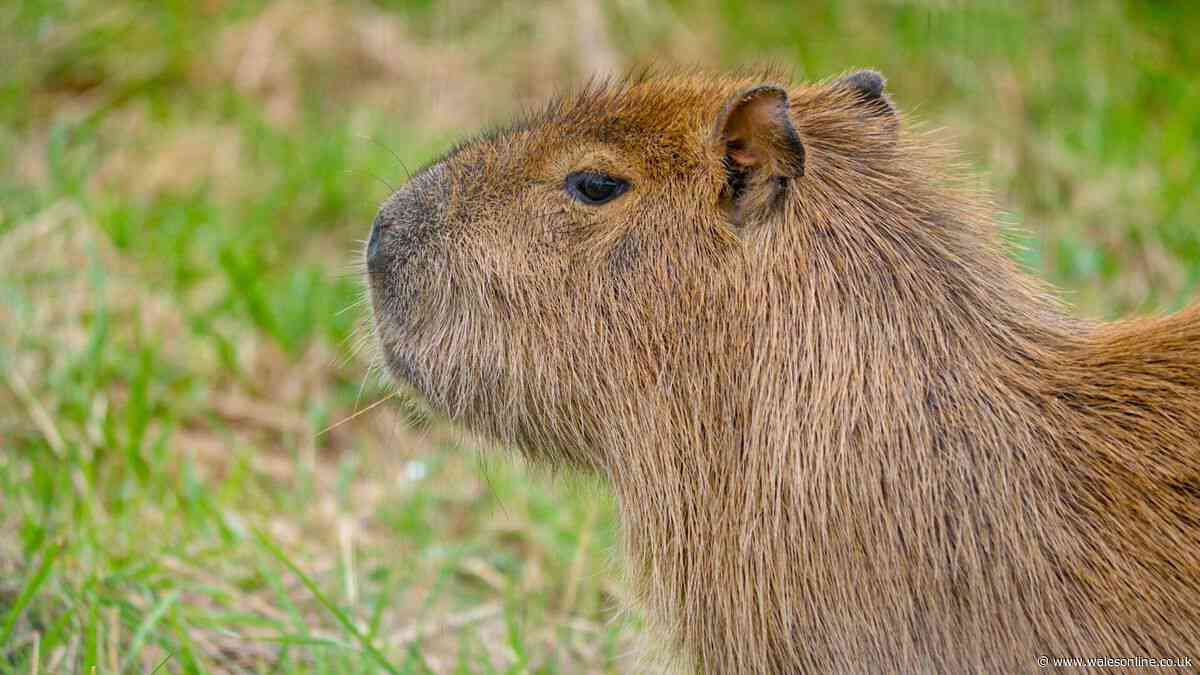 Capybara dies at Welsh zoo weeks after arriving