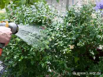 Neue Hitzewelle in NRW? 30 Grad und erstmal kein Regen