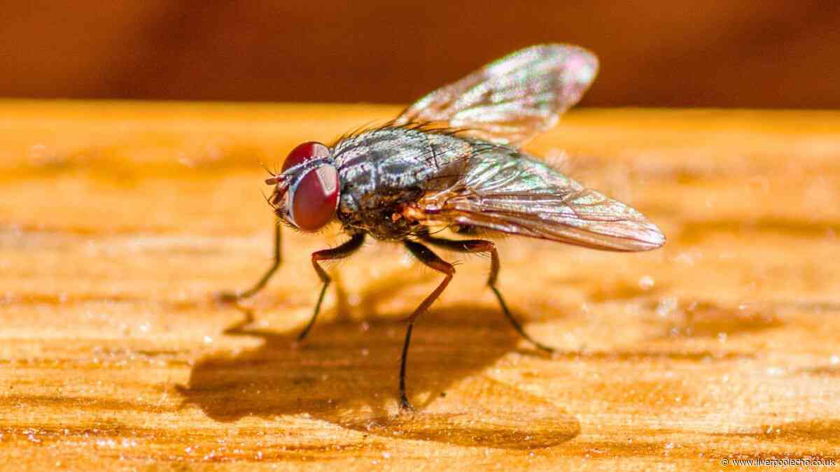 Houseflies will keep out of your home and not come back if you do a 2-minute task in July