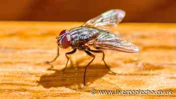 Houseflies will keep out of your home and not come back if you do a 2-minute task in July