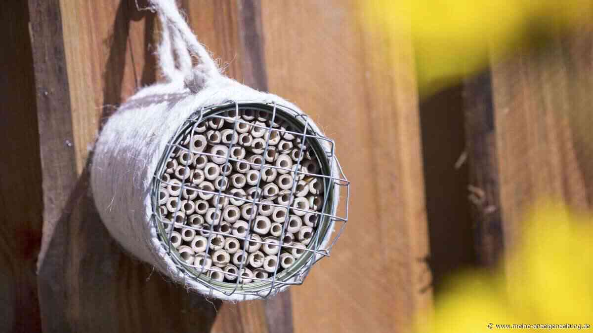 Alte Konservendose? Bauen Sie daraus ein Hotel für Wildbienen