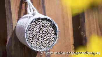 Alte Konservendose? Bauen Sie daraus ein Hotel für Wildbienen