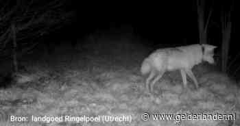 Onderzoekers verliezen signaal van enige gezenderde wolf, meldt park Hoge Veluwe
