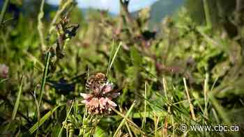 How a dry spring may be affecting B.C.'s bees