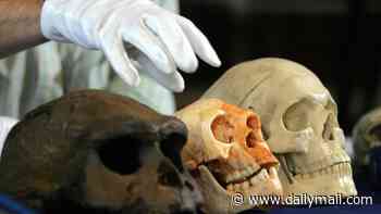 Story of human evolution rewritten as new evidence reveals a far more complex origin
