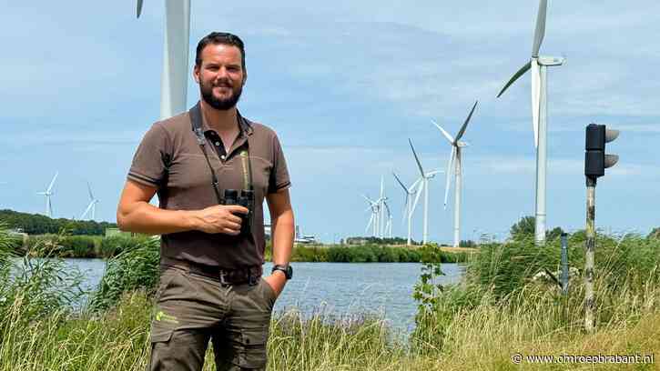 Windmolenpark neemt maatregelen om 'Brabantse' zeearenden te beschermen