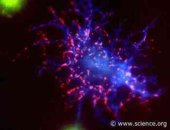 Convergent mechanisms in Wnt and Hedgehog signaling | Science Signaling