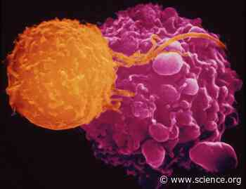 Loss of the kinases TBK1 and IKKε sensitizes target cancer cells to T cell killing through an IFN-γ–mediated inflammatory death program | Science Signaling