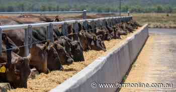 Thinking of setting up an on-farm cattle feedlot? Here's some expert tips