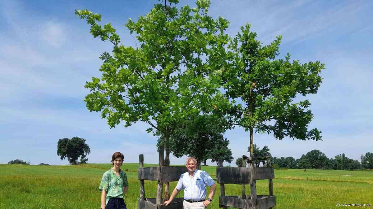 Nach Unwetter und Eschentriebsterben: Eglfing pflanzt 270 neue Bäume