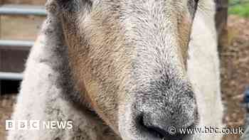 Rare sheep help people keep village tidy