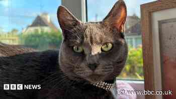 Owner 'heartbroken' after cat killed by two dogs