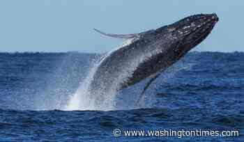 New Jersey fire department's boat sinks after collision with whale