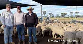 Weight versus returns: searching for the 'sweet spot' in the lamb market
