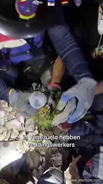 Papegaai gered na 10 dagen onder het puin in Venezuela | RTL Nieuws