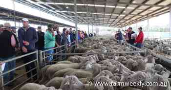 'Really good money': WA sheep market powers on with strong demand and prices