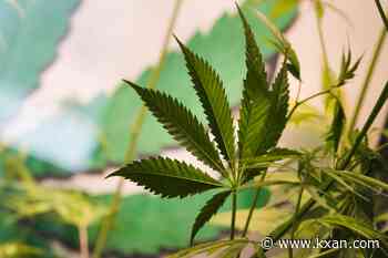 Republican senators ready another attempt at banning THC next year
