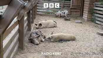 It's sow hot! How to stay cool in Kent