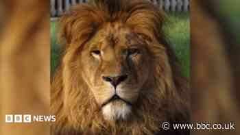 Wildlife park devastated after rescued lion dies