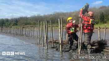 Restoration of river bank saltmarshes begins