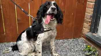 Police dog Mila helps crack down on North East fraudsters as two arrested and a hidden phone seized
