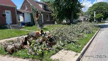 Cleaning up after southwestern Ontario's weekend storms? Here’s what you need to know