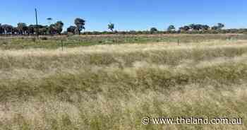 Grassed up Wampra and Wirranya well suited to cattle and sheep production