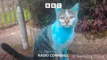 Why did this tabby cat turn blue?